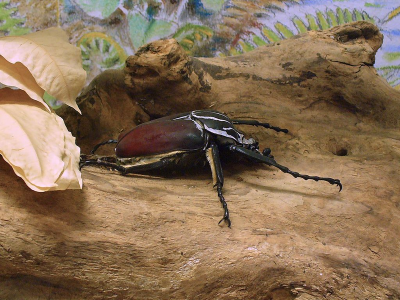 Illustration for article titled Weekend Nightmare Fuel: The Biggest Crawling Animals on Earth